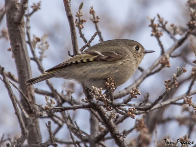 Ruby-crowned Kinglet2a.jpg