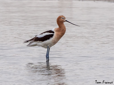 avocet_american