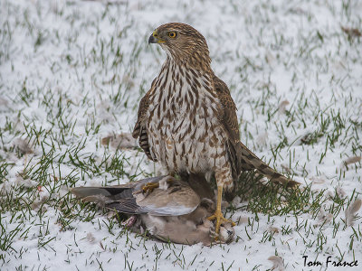 hawk_coopers