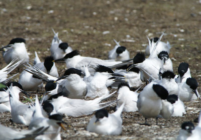 DSC00360F grote stern (Sterna sandvicensis, Sandwich Tern).jpg