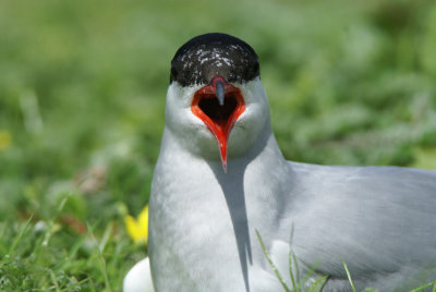 DSC00496F visdiefje (Sterna hirundo, Common Tern).jpg