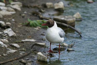 DSC00430F kokmeeuw (Chroicephalus ridibundus, Black headed gull).jpg