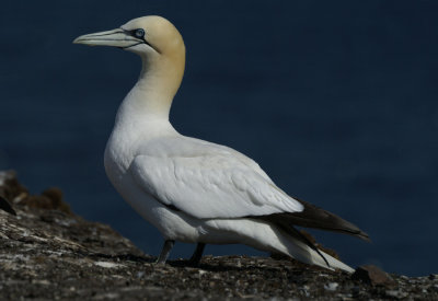 DSC00762F jan-van-gent (Morus bassanus, Northern Gannet).jpg