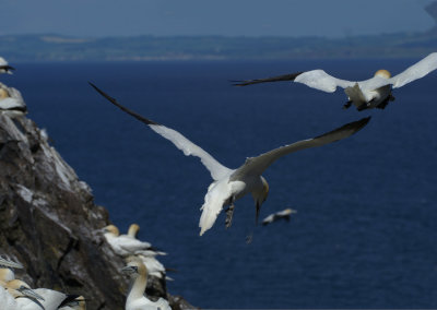 DSC01467F jan-van-gent (Morus bassanus, Northern Gannet).jpg