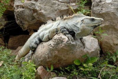 Uxmal resident