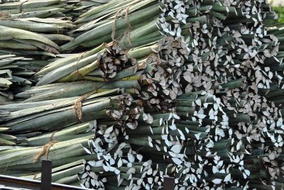 Harvested Henequen