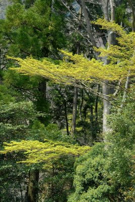 Ise Grand Shrine