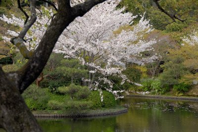 Ryoan-ji Temple