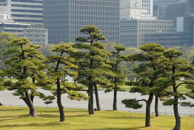 Imperial Palace Plaza - Tokyo