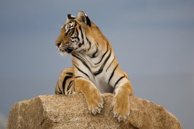 _MG_1555.jpg