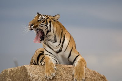 i_am_the_tiger