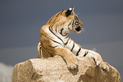 _MG_1565.jpg