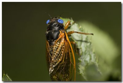 cicadas_one_blue