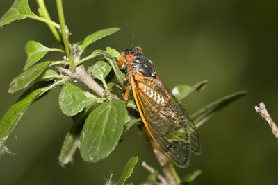 _MG_3176.jpg