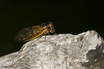 cicadas_one_blue