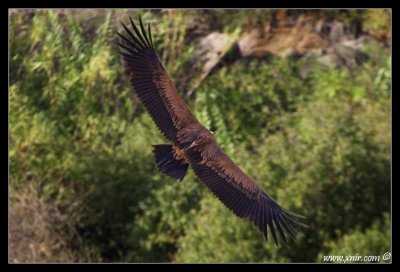 The (Eurasian) Griffon Vulture