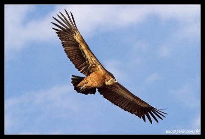 Eagles - Griffon Vulture