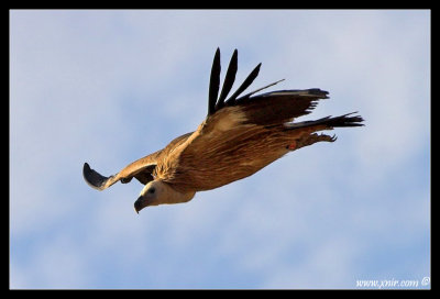 The (Eurasian) Griffon Vulture