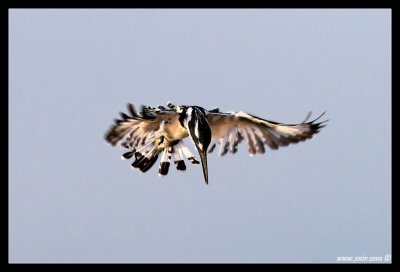 Pied Kingfisher