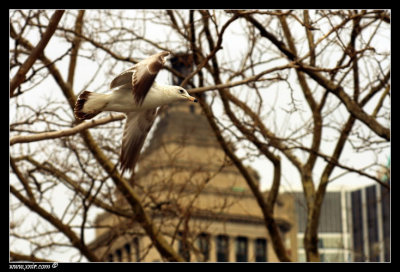 seagull at the battery park