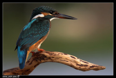 just a Common Kingfisher