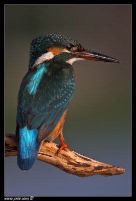 Common Kingfisher