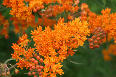 Butterflyweed_8814.jpg