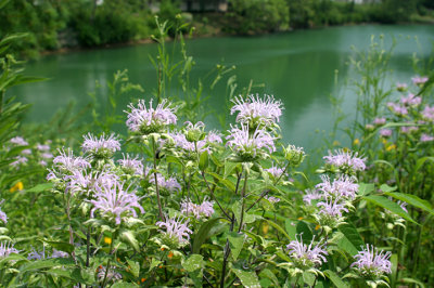 Purple+Lake_8803.jpg