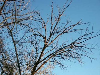 227-Dead Tamarisk Branches at Sunset.jpg