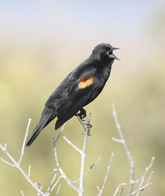 Red Wing Black Bird