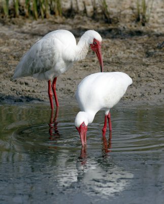 Ibis Pair