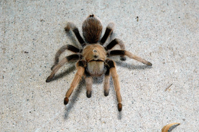 Tarantula 2