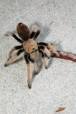 Tarantula 3