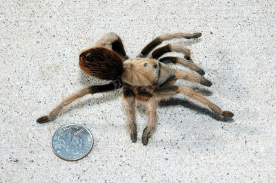Tarantula 4