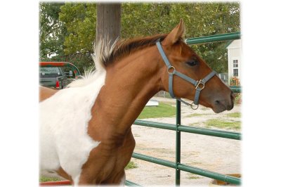 Indy's 2006 Filly