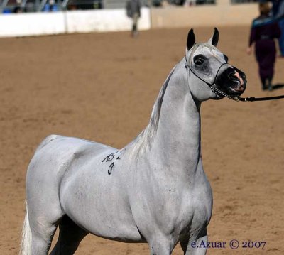 el-nabila-b2.jpg