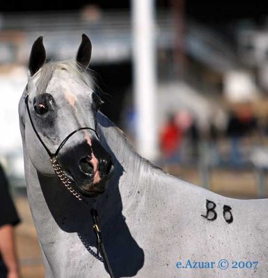 el-nabila-b3.jpg