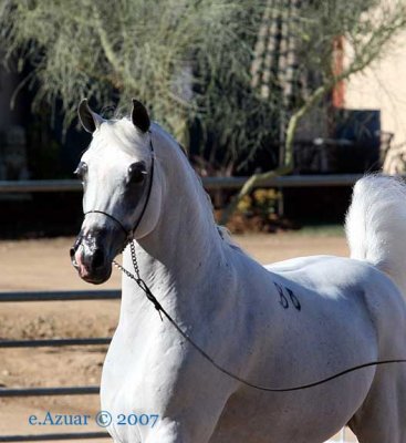 el-nabila-b4.jpg