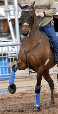 trot-warmup.jpg