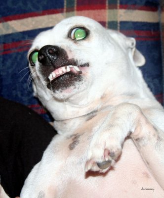 White Dog Zombie