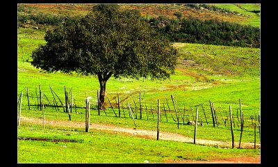 Alentejo - Portugal