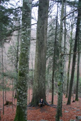 Slovenia virgin forest