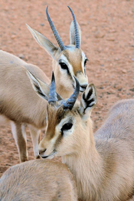 Desert gazzelles