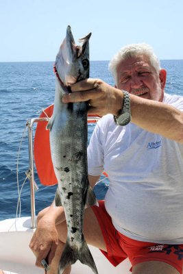 Barracuda