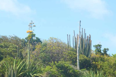 Great Bird island
