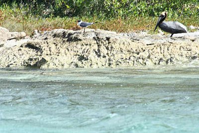 Great Bird island