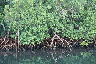 Mangroves