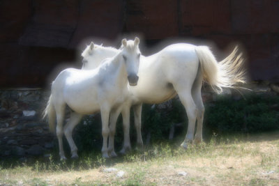 Belbog horses
