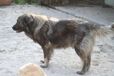 Macedon dog