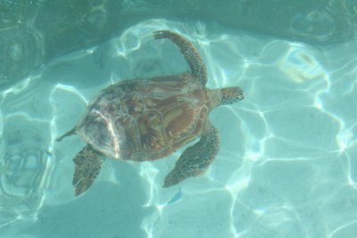 Turtle